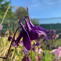 Aquilegia karelinii 